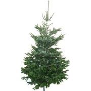 Kerstboom Warentuin Nordman A - kwaliteit Abies Nordmanniana 150 - 200...