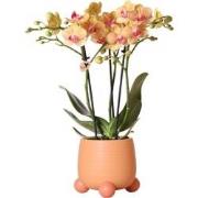 Kolibri Orchids | Oranje Phalaenopsis orchidee  Jamaica + Rolling sier...