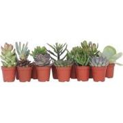 Mini-Vetplanten - Mix van 12 stuks - Pot 5,5cm - Hoogte 5-10 cm