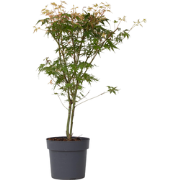 Acer palmatum 'Katsura' - Set van 2 - Japanse Esdoorn - Pot 19cm -Hoog...