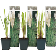 Cortaderia selloana - Set van 6 - Siergras - Wit - Pot 9cm - Hoogte 25...