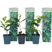 Citrus aurantifolia Limoen - Citroenboom - Set van 3 - Pot 9cm - Hoogt...