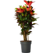 Codiaeum variegatum 'Mrs. Iceton' - Croton - Pot 27cm - Hoogte 110-120...