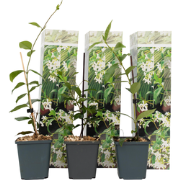 Toscaanse Jasmijn - Set van 3 - Tuinplanten - Wit - Pot 9cm - Hoogte 2...