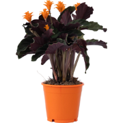 Calathea Crocata - Luchtzuiverend - Pot 14cm - Hoogte 40-50cm