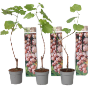 Druivenplanten - Set van 3 - Vitis Vinifera - Rood - Pot 9cm - Hoogte ...