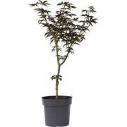 Acer palmatum 'Starfish' - Japanse Esdoorn - Pot 19cm - Hoogte 60-70cm