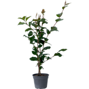 Camellia japonica 'Dr. King' - Japanse Roos - Pot 15cm - Hoogte 50-60c...