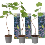 Druivenplanten - Set van 3 - Vitis Vinifera - Blauw - Pot 9cm - Hoogte...