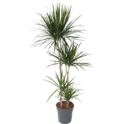 Dracaena Marginata - XL Drakenbloedboom - ø27cm - Hoogte 150-160cm