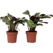 Ctenanthe Amagris - Set van 2 - Gebedsplant - Pot 12cm - Hoogte 20-30c...