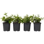 Deutzia x hybrida 'Strawberry Fields' - Set van 4 - Pot 17cm - Hoogte ...