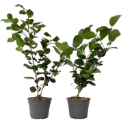 Camellia japonica 'Brushfield's Yellow' - Set de 2 - Pot 15cm - Hoogte...