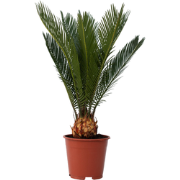 Cycas Revoluta - Set van 4 - Varenpalm - Pot 15cm - Hoogte 45-60cm