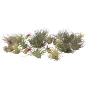 Tillandsia - Mix van 24 - Luchtplantjes - Hoogte 5-15cm