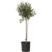 Olea Europaea - Winterharde olijfboom op stam - Pot 19cm - Hoogte 80-9...