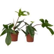 Philodendron 'Florida Groen' - Set van 2 - Pot 12cm - Hoogte 20-30cm