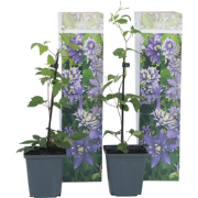 Clematis Taiga - Set van 4 - Winterharde klimplanten - Pot 9cm - Hoogt...