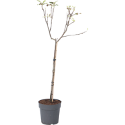 Malus domestica - Appelboom - Malus Elstar - Pot 21cm - Hoogte 90-100c...