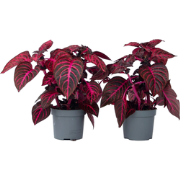 Iresine Herbstii 'Red' - Set van 2 - Biefstukplant - Pot 13cm - Hoogte...