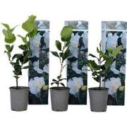 Camellia Japonica - Set van 3 - Wit - Japanse Rozen - Pot 9cm - Hoogte...