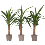 Yucca Elephantipes - Palmlelie - Set van 6 - Pot 14cm - Hoogte 50-60cm