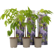 Wisteria sinensis - Set van 6 - Blauwe regen - Pot 9cm - Hoogte 25-40c...