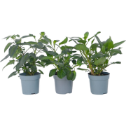 Solanum 'Pepino gold' - Meloenpeer - Set van 6 - Pot 9cm - Hoogte 25-4...