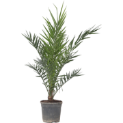 Phoenix Canariensis - Dadelpalm - Pot 19cm - Hoogte 80-100cm