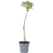 Prunus Armeniaca - Abrikozenboom - Fruitboom - Pot 21cm - Hoogte 90-10...