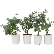 Eucalyptus Pulverulenta 'Babyblauw' - Set van 6 - Pot 12cm - Hoogte 25...