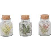 Tillandsia - Mix van 3 - Luchtplantjes in glazen decoratief flesje