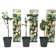 Passiflora Edulis klimplant - Set van 3 - Passiebloem - Pot 9cm - Hoog...