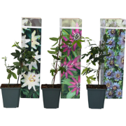 Passiflora - Mix van 3 - Passiebloem - Klimplant - Pot 9cm - Hoogte 25...