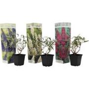 Vlinderstruiken - Mix van 3 - Buddleja - Tuinplanten - Pot 9cm - Hoogt...