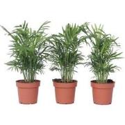 Chamaedorea elegans - Set van 3 - Dwergpalmen - Pot 12cm - Hoogte 30-4...