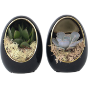 Echeveria in decoratief ei - Set van 2 - Hoogte 12 cm - Zwart, Goud