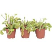 Dionaea Muscipula - Venus Vliegenvanger - Set van 6 - Pot 5,5cm - Hoog...