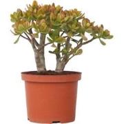 Crassula ovata Sunset - Vetplant - Kamerplant - Pot 23cm - Hoogte 45-5...