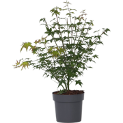 Acer palmatum 'Little Princess' - Japanse Esdoorn - Pot 19cm - Hoogte ...