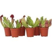 Sarracenia purpurea - Vleesetende plant - Set van 6 - Pot 5,5cm - Hoog...