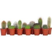 Mini-Cactussen - Mix van 12 stuks - Pot 5,5cm - Hoogte 5-10cm