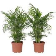 Mexicaanse dwergpalm - Set van 2 - Pot 17cm - Hoogte 50-60cm