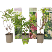 Hortensia Paniculata - Mix van 3 - Tuinplanten - Pot 9cm - Hoogte 25-3...