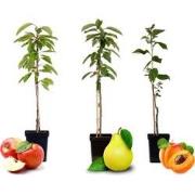 Fruitbomen - mix van 3 - appel, peer, abrikoos - ?9cm - hoogte 60-70cm