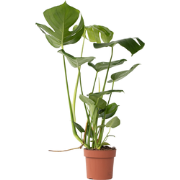 Monstera Deliciosa - Gatenplant - Pot 17cm - Hoogte 50-60cm