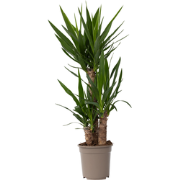 Yucca Elephantipes - Palmlelie - Kamerpalm - Pot 21cm - Hoogte 70-80cm