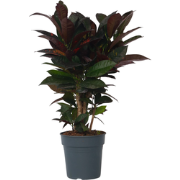 Codiaeum variegatum 'Mrs. Iceton' - Croton - Pot 19cm - Hoogte 60-70cm