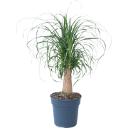 Beaucarnea recurvata - Robuuste stam - Olifantspoot - Pot 21cm - Hoogt...