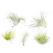 Tillandsia - Mix van 5 - Luchtplantjes - Makkelijke verzorging - Hoogt...